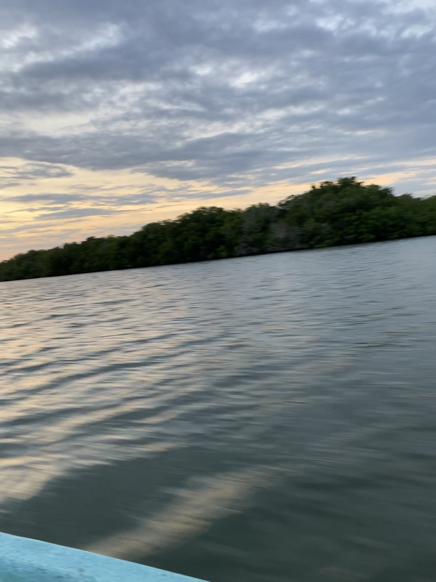 Mangroves at dusk from a lancha